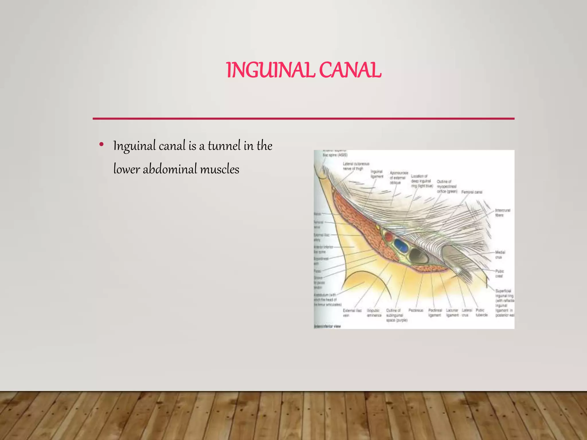 INGUINAL HERNIA HERNIA.ppt