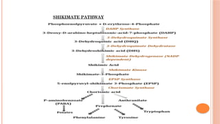 SHIKIMATE PATHWAY
 