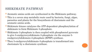 SHIKIMATE PATHWAY
 Aromatic amino acids are synthesized in the Shikimate pathway.
 This is a seven step metabolic route used by bacteria, fungi, algae,
parasites and plants for the biosynthesis of chorismate and the
aromatic amino acids.
 Shikimate kinase catalyzes the ATP-dependent phosphorylation of
shikimate to form Shikimate 3-phosphate.
 Shikimate 3-phosphate is then coupled with phosphoenol pyruvate
to give 5-enolpyruvyshikimate-3-phosphate via the enzyme 5-
enolpyruvylshikimate-3-phosphate (EPSP) synthase.
 Then 5-enolpyruvylshikimate-3-phosphate is transformed into
chorismate by a chorismate synthase.
 