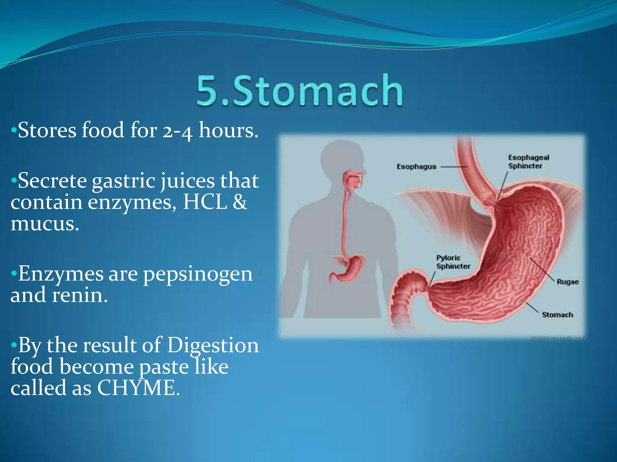 •Stores food for 2-4 hours.
•Secrete gastric juices that

contain enzymes, HCL &
mucus.

•Enzymes are pepsinogen

and renin.

•By the result of Digestion

food become paste like
called as CHYME.

 