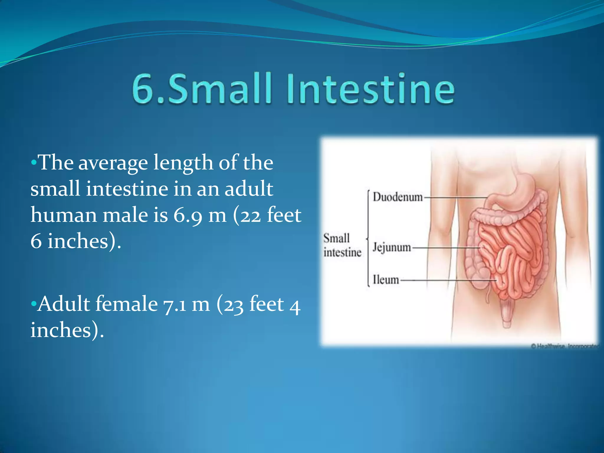 •The average length of the

small intestine in an adult
human male is 6.9 m (22 feet
6 inches).
•Adult female 7.1 m (23 feet 4

inches).

 