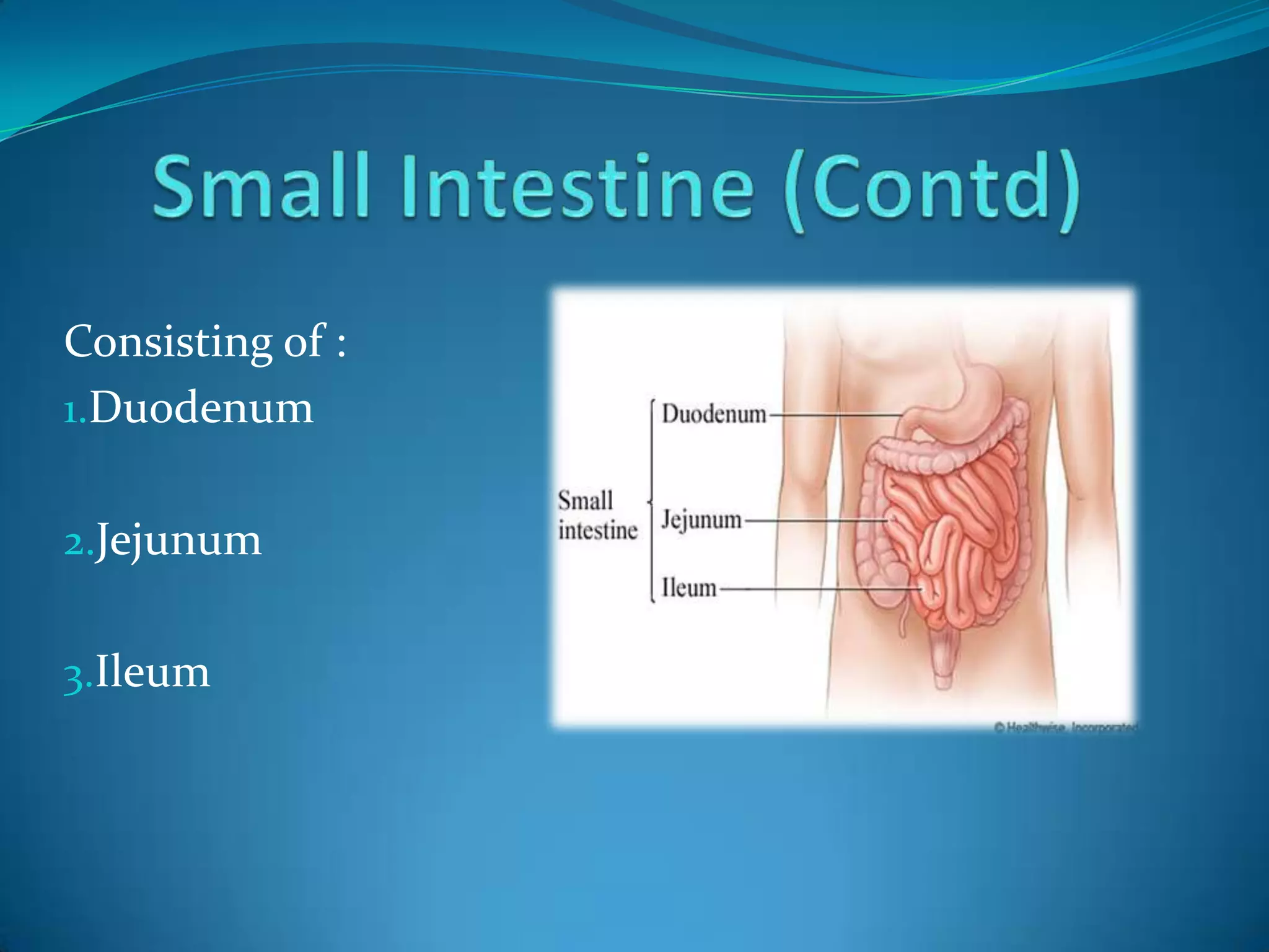 Consisting of :
1.Duodenum
2.Jejunum
3.Ileum

 