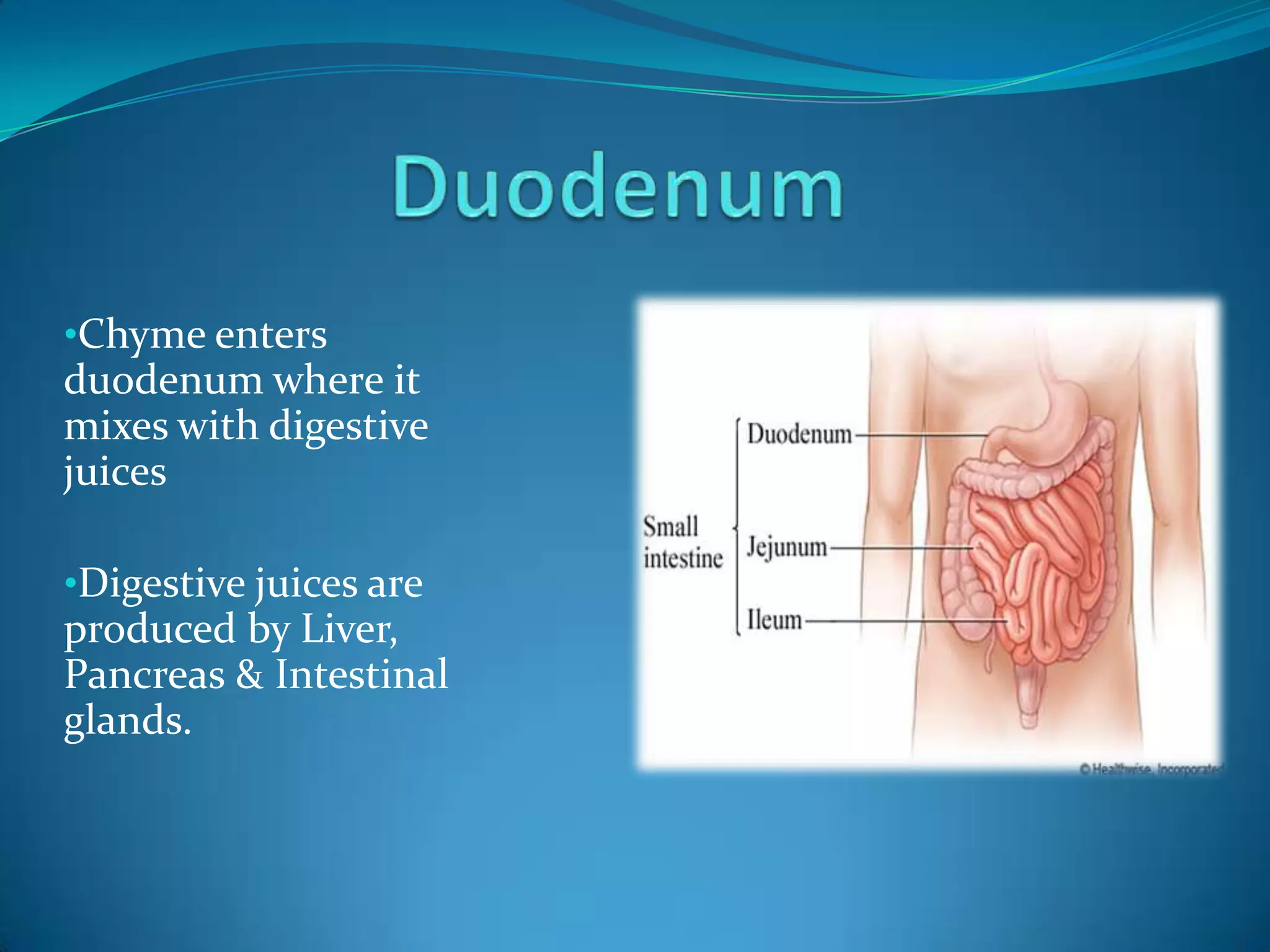 •Chyme enters

duodenum where it
mixes with digestive
juices
•Digestive juices are

produced by Liver,
Pancreas & Intestinal
glands.

 