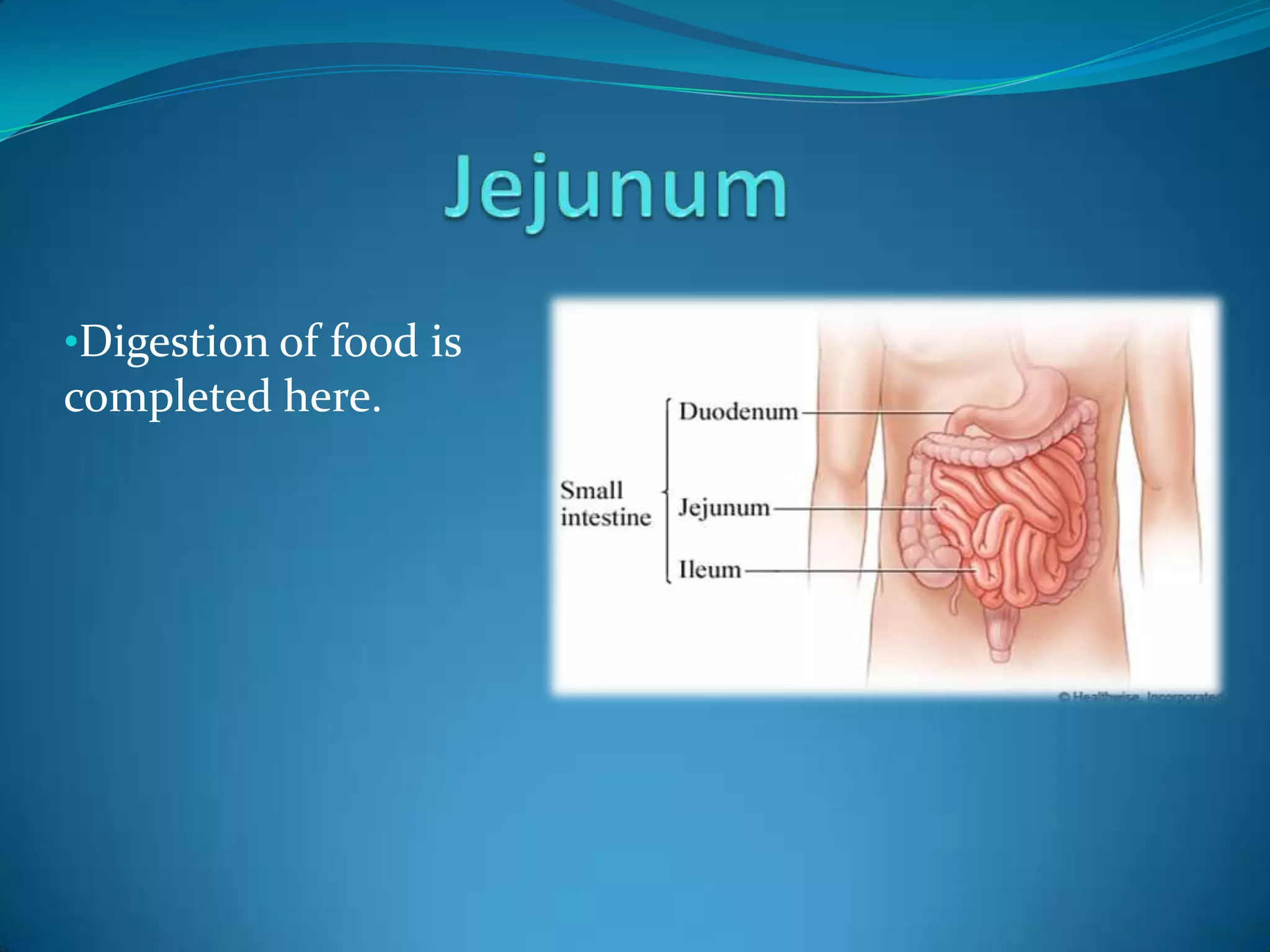 •Digestion of food is

completed here.

 