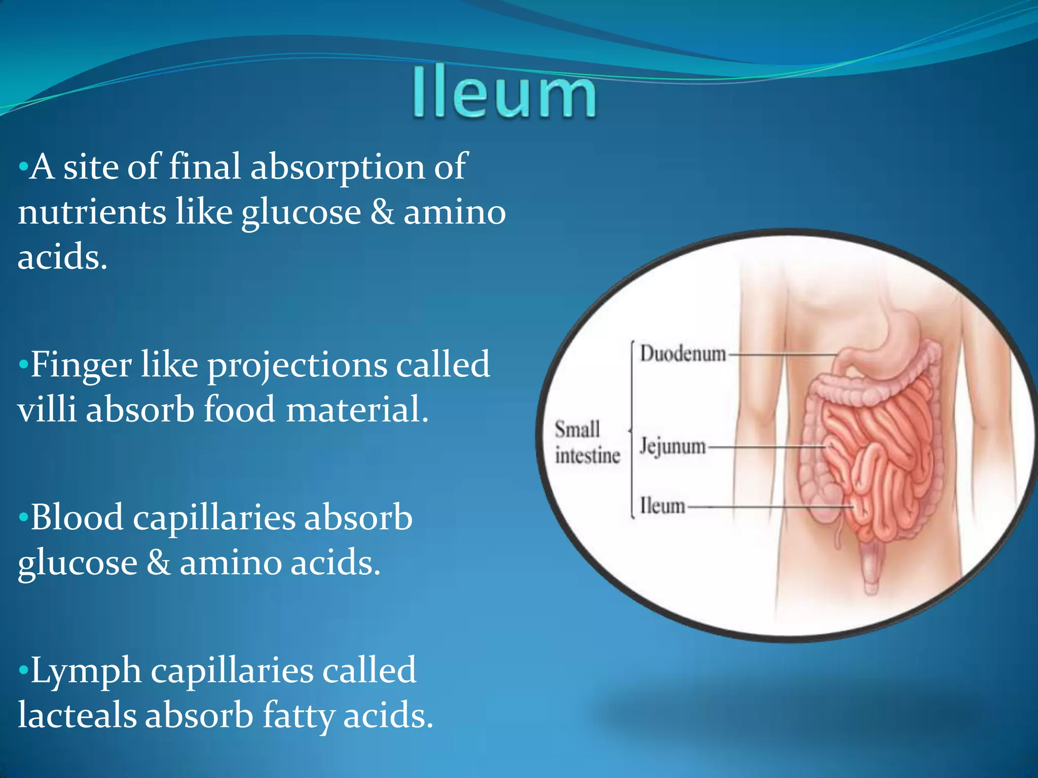 •A site of final absorption of

nutrients like glucose & amino
acids.
•Finger like projections called

villi absorb food material.
•Blood capillaries absorb

glucose & amino acids.
•Lymph capillaries called

lacteals absorb fatty acids.

 
