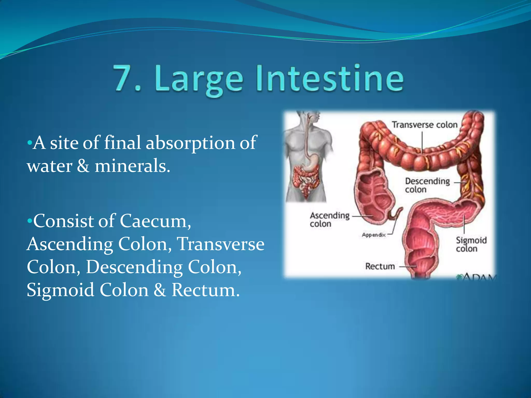 •A site of final absorption of

water & minerals.
•Consist of Caecum,

Ascending Colon, Transverse
Colon, Descending Colon,
Sigmoid Colon & Rectum.

 