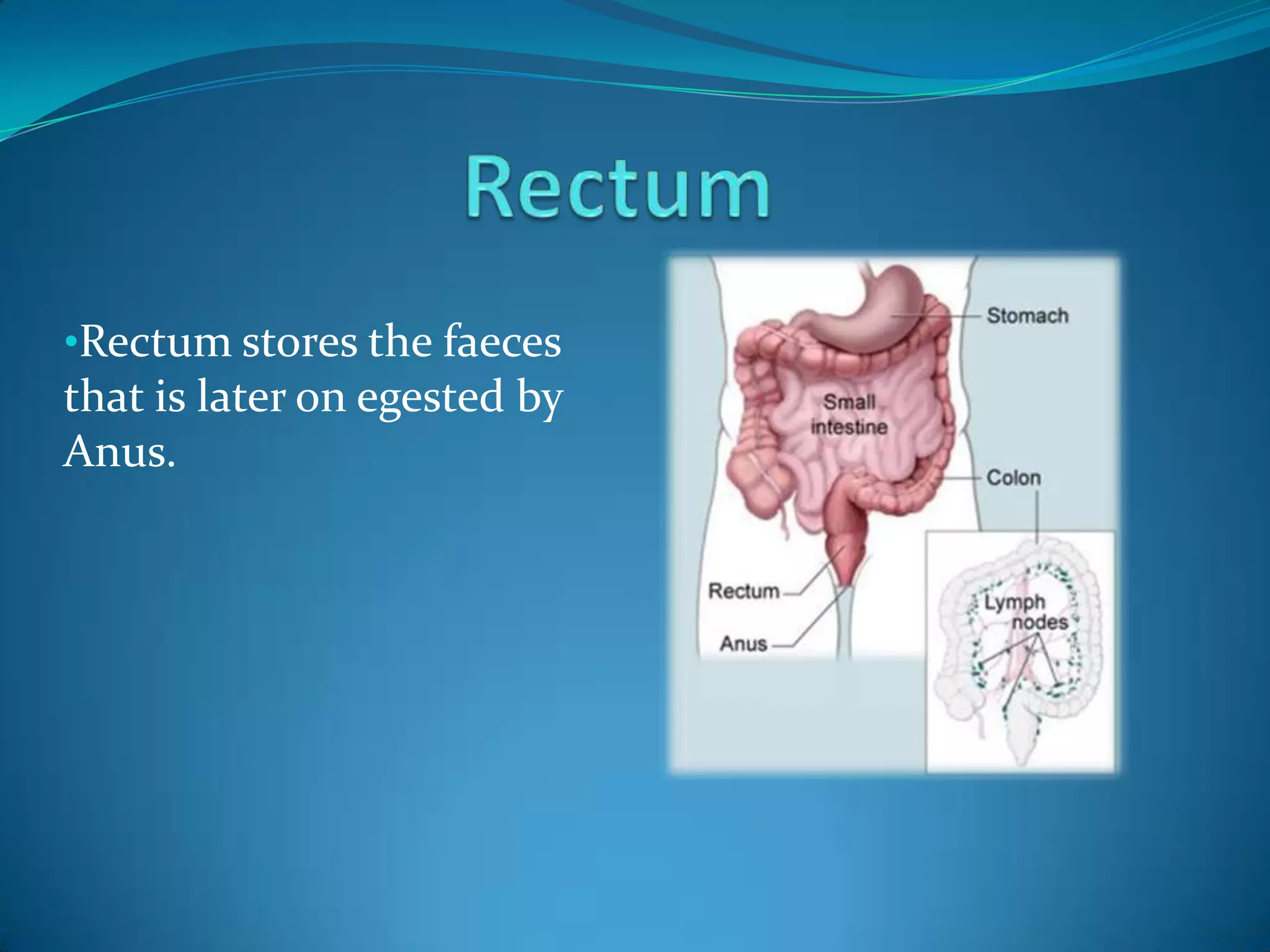 •Rectum stores the faeces

that is later on egested by
Anus.

 