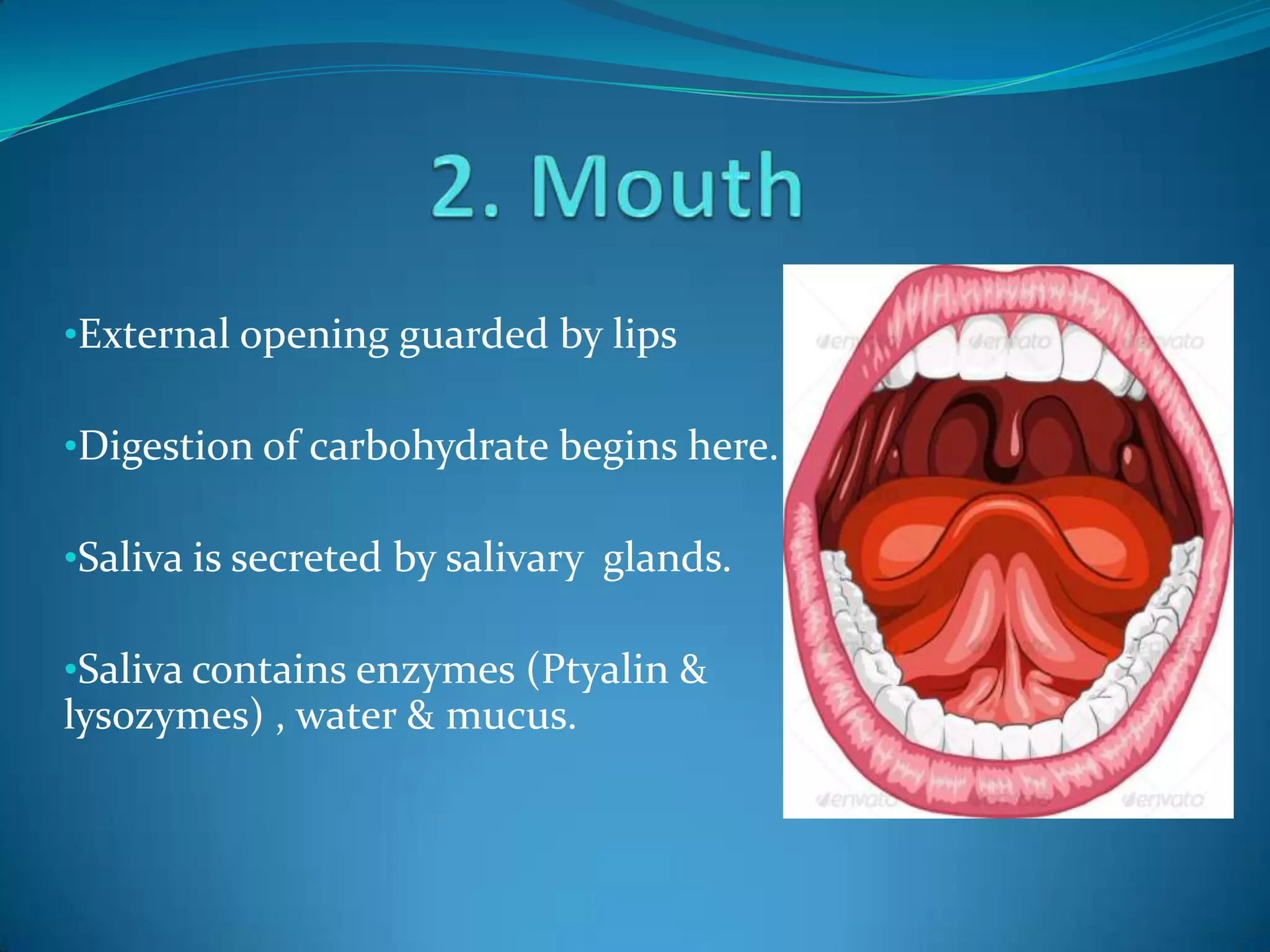 •External opening guarded by lips
•Digestion of carbohydrate begins here.

•Saliva is secreted by salivary glands.
•Saliva contains enzymes (Ptyalin &

lysozymes) , water & mucus.

 