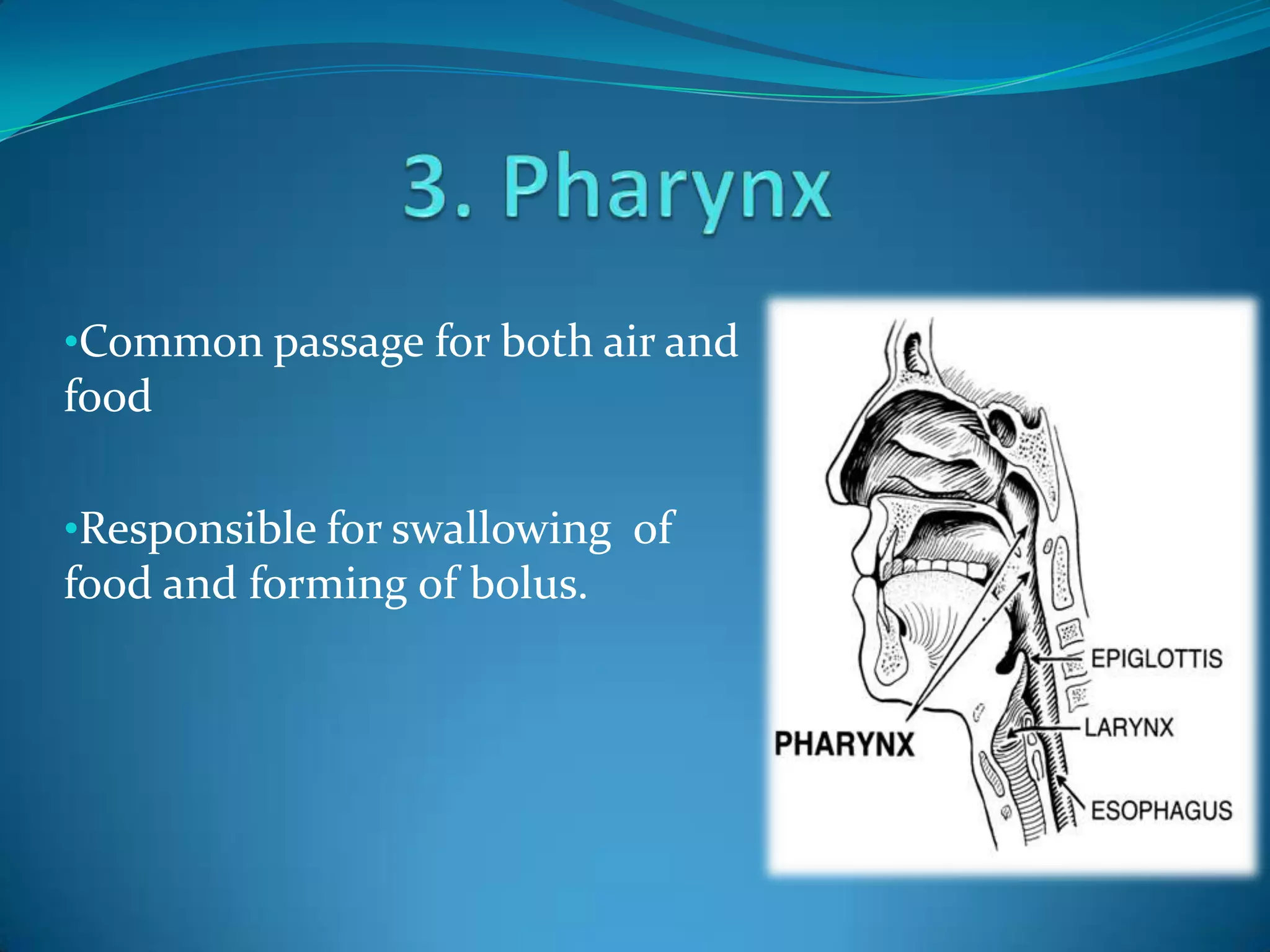 •Common passage for both air and

food
•Responsible for swallowing of

food and forming of bolus.

 