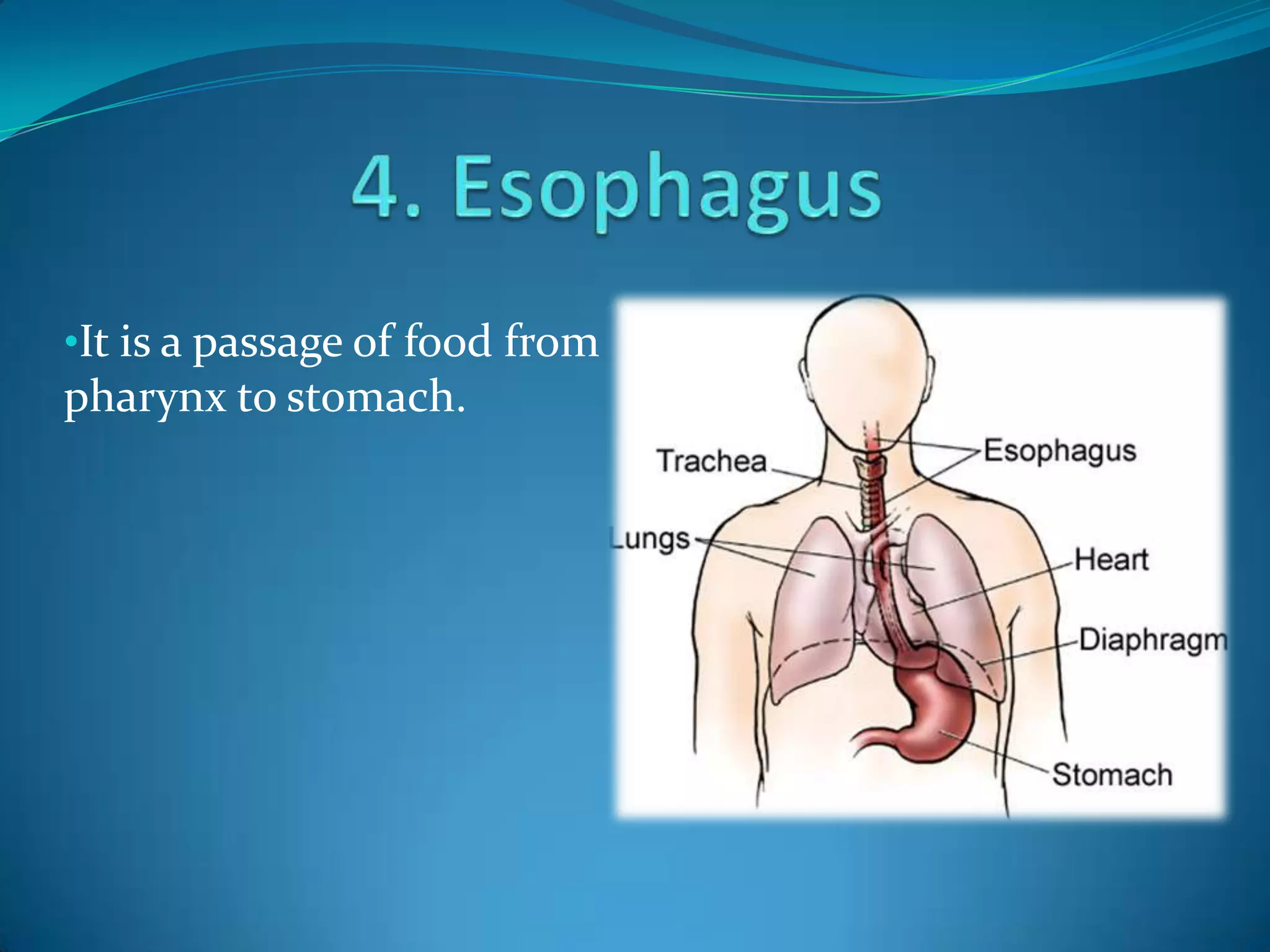 •It is a passage of food from

pharynx to stomach.

 