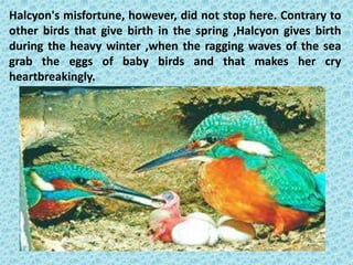 Halcyon's misfortune, however, did not stop here. Contrary to
other birds that give birth in the spring ,Halcyon gives birth
during the heavy winter ,when the ragging waves of the sea
grab the eggs of baby birds and that makes her cry
heartbreakingly.
 