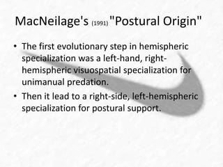 MacNeilage's (1991) "Postural Origin" 
• The first evolutionary step in hemispheric 
specialization was a left-hand, right-hemispheric 
visuospatial specialization for 
unimanual predation. 
• Then it lead to a right-side, left-hemispheric 
specialization for postural support. 
 