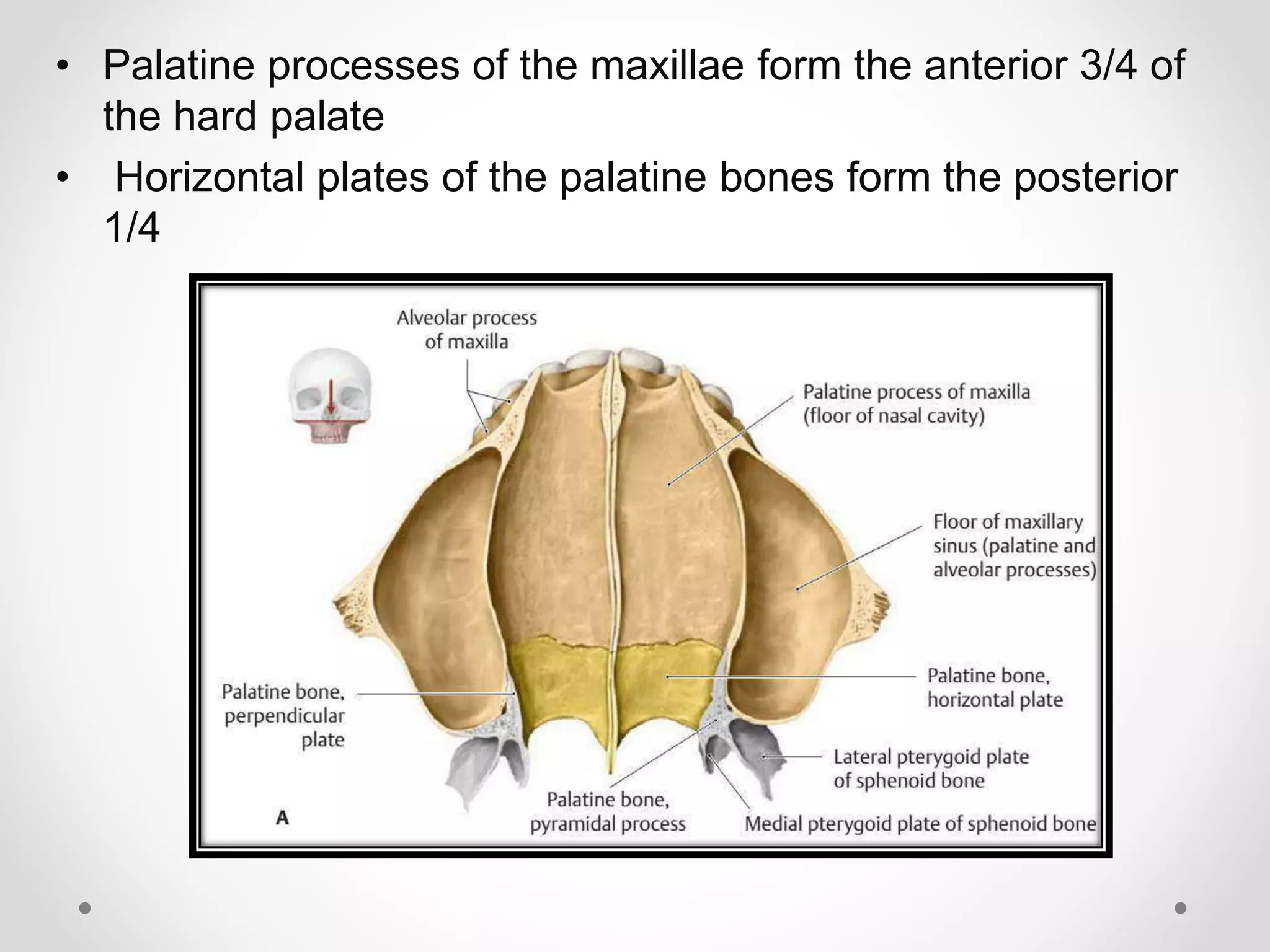 hard and soft palate in prosthodontics | PPTX
