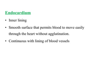 Endocardium
• Inner lining
• Smooth surface that permits blood to move easily
through the heart without agglutination.
• Continuous with lining of blood vessels
 