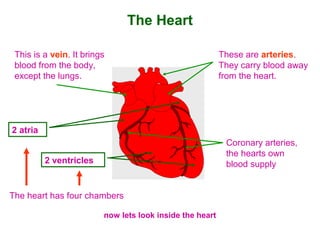 The Heart
These are arteries.
They carry blood away
from the heart.
This is a vein. It brings
blood from the body,
except the lungs.
Coronary arteries,
the hearts own
blood supply
The heart has four chambers
2 atria
2 ventricles
now lets look inside the heart
 
