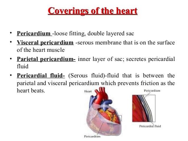 The Tissue That Forms A Loose-fitting Sac Around The Heart Is The The Tissue That Forms A Loose-fitting Sac Around The Heart Is The