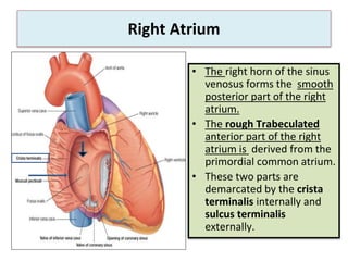 Right Atrium
• The right horn of the sinus
venosus forms the smooth
posterior part of the right
atrium.
• The rough Trabeculated
anterior part of the right
atrium is derived from the
primordial common atrium.
• These two parts are
demarcated by the crista
terminalis internally and
sulcus terminalis
externally.
 