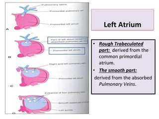 • Rough Trabeculated
part: derived from the
common primordial
atrium.
• The smooth part:
derived from the absorbed
Pulmonary Veins.
Left Atrium
 
