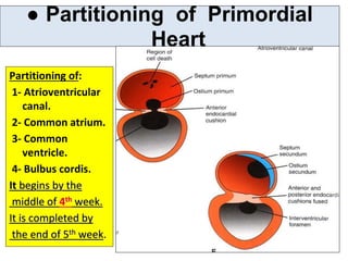 ● Partitioning of Primordial
Heart
Partitioning of:
1- Atrioventricular
canal.
2- Common atrium.
3- Common
ventricle.
4- Bulbus cordis.
It begins by the
middle of 4th week.
It is completed by
the end of 5th week.
 