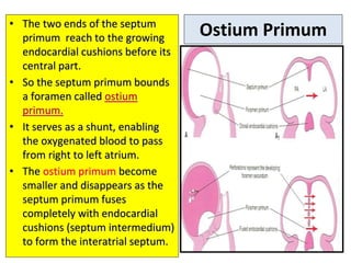 Ostium Primum
• The two ends of the septum
primum reach to the growing
endocardial cushions before its
central part.
• So the septum primum bounds
a foramen called ostium
primum.
• It serves as a shunt, enabling
the oxygenated blood to pass
from right to left atrium.
• The ostium primum become
smaller and disappears as the
septum primum fuses
completely with endocardial
cushions (septum intermedium)
to form the interatrial septum.
 