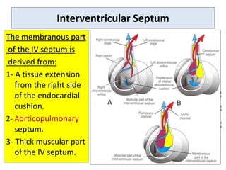 Interventricular Septum
The membranous part
of the IV septum is
derived from:
1- A tissue extension
from the right side
of the endocardial
cushion.
2- Aorticopulmonary
septum.
3- Thick muscular part
of the IV septum.
 