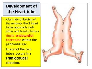 Development of
the Heart tube
• After lateral folding of
the embryo, the 2 heart
tubes approach each
other and fuse to form a
single endocardial
heart tube within the
pericardial sac.
• Fusion of the two
tubes occurs in a
craniocaudal
direction.
 