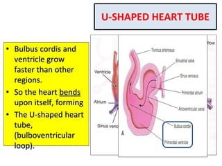 U-SHAPED HEART TUBE
• Bulbus cordis and
ventricle grow
faster than other
regions.
• So the heart bends
upon itself, forming
• The U-shaped heart
tube,
(bulboventricular
loop).
 