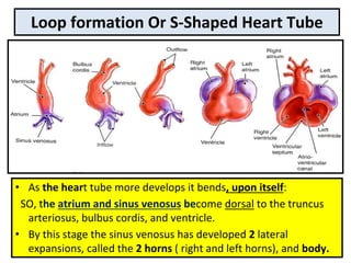Loop formation Or S-Shaped Heart Tube
• As the heart tube more develops it bends, upon itself:
SO, the atrium and sinus venosus become dorsal to the truncus
arteriosus, bulbus cordis, and ventricle.
• By this stage the sinus venosus has developed 2 lateral
expansions, called the 2 horns ( right and left horns), and body.
 