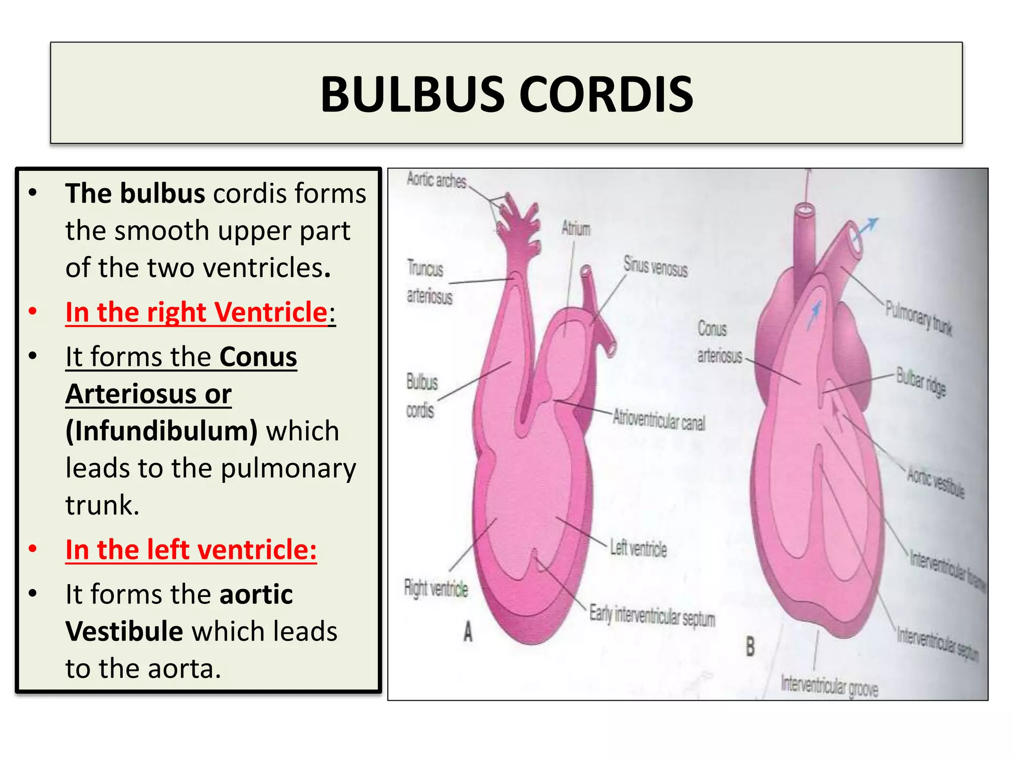 Conus Form Final heart development.pptx