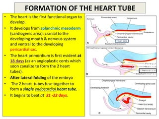 development of heart.pptx
