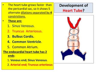 development of heart.pptx