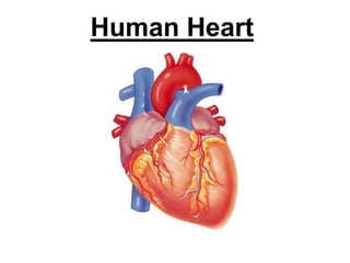 Human Heart
 