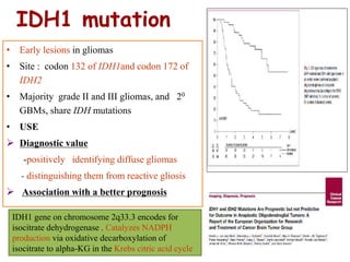 IDH1 mutation
• Early lesions in gliomas
• Site : codon 132 of IDH1and codon 172 of
IDH2
• Majority grade II and III gliomas, and 20
GBMs, share IDH mutations
• USE
 Diagnostic value
-positively identifying diffuse gliomas
- distinguishing them from reactive gliosis
 Association with a better prognosis
IDH1 gene on chromosome 2q33.3 encodes for
isocitrate dehydrogenase . Catalyzes NADPH
production via oxidative decarboxylation of
isocitrate to alpha-KG in the Krebs citric acid cycle
 