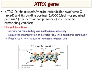 ATRX gene
• ATRX (α thalassemia/mental retardation syndrome X-
linked) and its binding partner DAXX (death-associated
protein 6) are central components of a chromatin
remodeling complex
• Normal functions
– Chromatin remodelling and nucleosome assembly
– Regulates incorporation of histone H3.3 into telomeric chromatin
– Plays crucial role in normal telomere homeostasis
 
