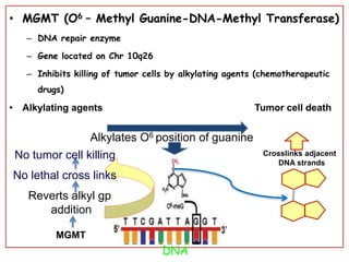• MGMT (O6 – Methyl Guanine-DNA-Methyl Transferase)
– DNA repair enzyme
– Gene located on Chr 10q26
– Inhibits killing of tumor cells by alkylating agents (chemotherapeutic
drugs)
• Alkylating agents Tumor cell death
Alkylates O6 position of guanine
Crosslinks adjacent
DNA strands
MGMT
Reverts alkyl gp.
addition
No lethal cross links
No tumor cell killing
DNA
 