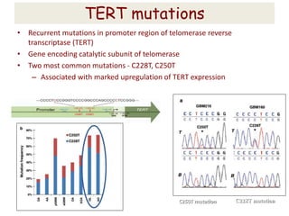 TERT mutations
• Recurrent mutations in promoter region of telomerase reverse
transcriptase (TERT)
• Gene encoding catalytic subunit of telomerase
• Two most common mutations - C228T, C250T
– Associated with marked upregulation of TERT expression
C228T mutationC250T mutation
 