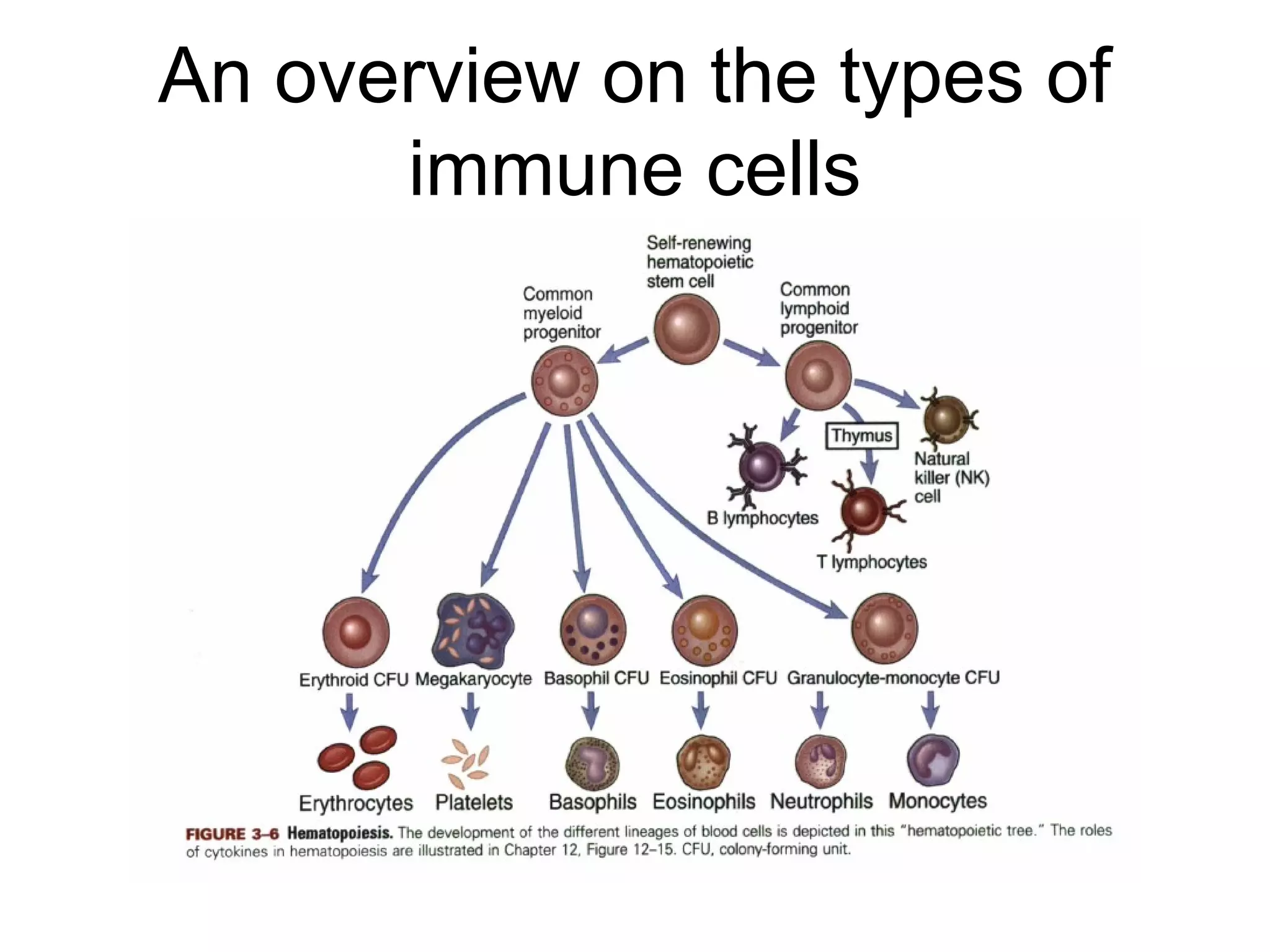 An overview on the types of
immune cells
 