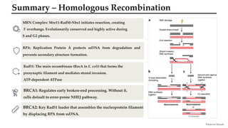 Homologous Recombination: High-Fidelity DNA Repair Mechanism | PDF