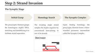 Strand Invasion Homologous Recombination: High-Fidelity DNA Repair Mechanism | PDF