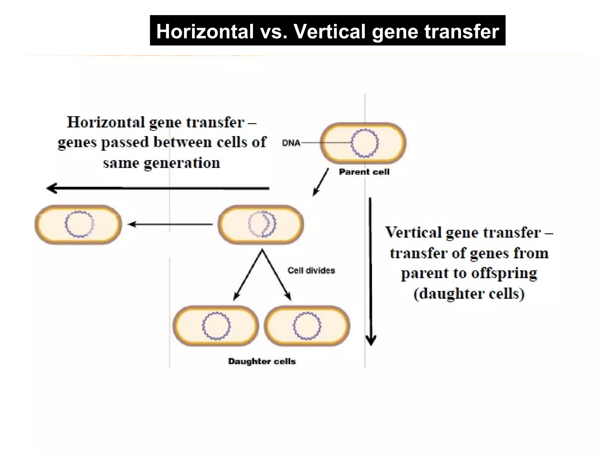 Final horizontal gene transfer PPT