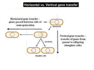 Final horizontal gene transfer | PPT