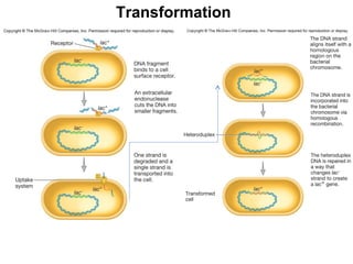 Gene Transfer Example Final horizontal gene transfer | PPT