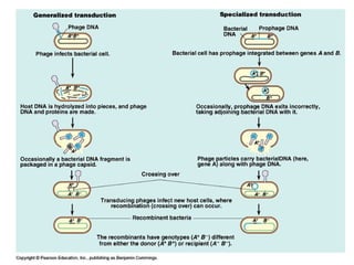 Gene Transfer Example Final horizontal gene transfer | PPT