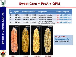 Molecular Breeding for Development of Biofortified Maize Hybrids in ...