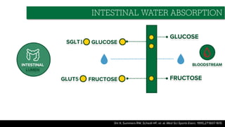 BLOODSTREAM
GLUCOSE
FRUCTOSE
INTESTINAL
LUMEN
GLUCOSE
FRUCTOSE
SGLT1
GLUT5
INTESTINAL WATER ABSORPTION
Shi X, Summers RW, Schedl HP, et. al. Med Sci Sports Exerc. 1995;27:1607-1615
 