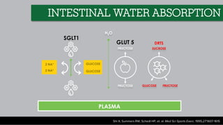 PLASMA
SGLT1
2 NA+
2 NA+
GLUCOSE
GLUCOSE
H2O
GLUT 5
FRUCTOSE
FRUCTOSE
DRTS
SUCROSE
FRUCTOSE
GLUCOSE
Shi X, Summers RW, Schedl HP, et. al. Med Sci Sports Exerc. 1995;27:1607-1615
INTESTINAL WATER ABSORPTION
 