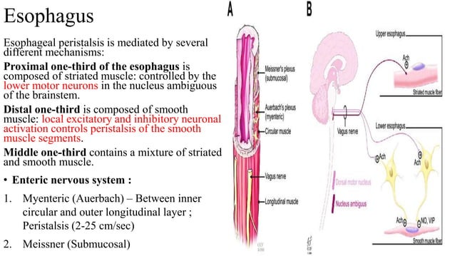 Imaging review Gastrointestinal motility disorders.pptx