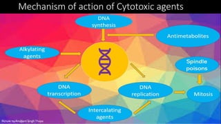 Mechanism of action of Cytotoxic agents
11
Picture by:Anupam Singh Thapa
 