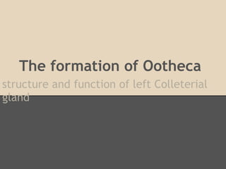 Formation of Ootheca
the left accessory gland
P.C.J.Brunet. (1952). The Formation of the Ootheca by Periplaneta americana.
Quarterly Journal of Microscopical Science, 93, 47–69.
Mercer. E. H., & Brunet, P. C.J. (1959). The electron microscopy of the left colleterial
gland of the cockroach. The Journal of biophysical and biochemical cytology, 5(2),
257–62.
 