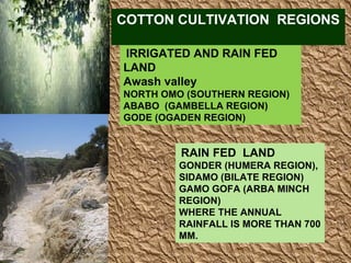 IRRIGATED AND RAIN FED LAND Awash valley  NORTH OMO (SOUTHERN REGION) ABABO  (GAMBELLA REGION) GODE (OGADEN REGION) RAIN FED  LAND GONDER (HUMERA REGION),  SIDAMO (BILATE REGION)  GAMO GOFA (ARBA MINCH REGION)  WHERE THE ANNUAL RAINFALL IS MORE THAN 700 MM.  COTTON CULTIVATION  REGIONS   
